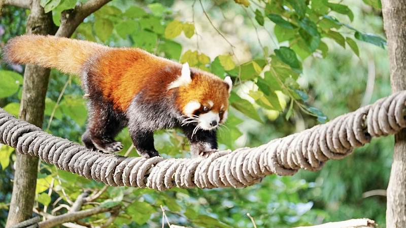 小熊猫攀爬绳索图片