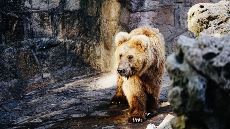 棕熊在石洞中行走图片