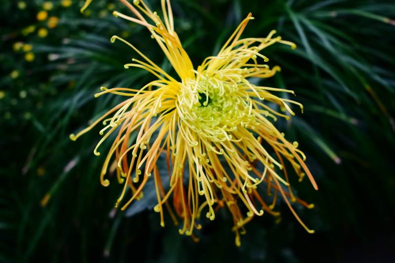 金丝菊绽放图片