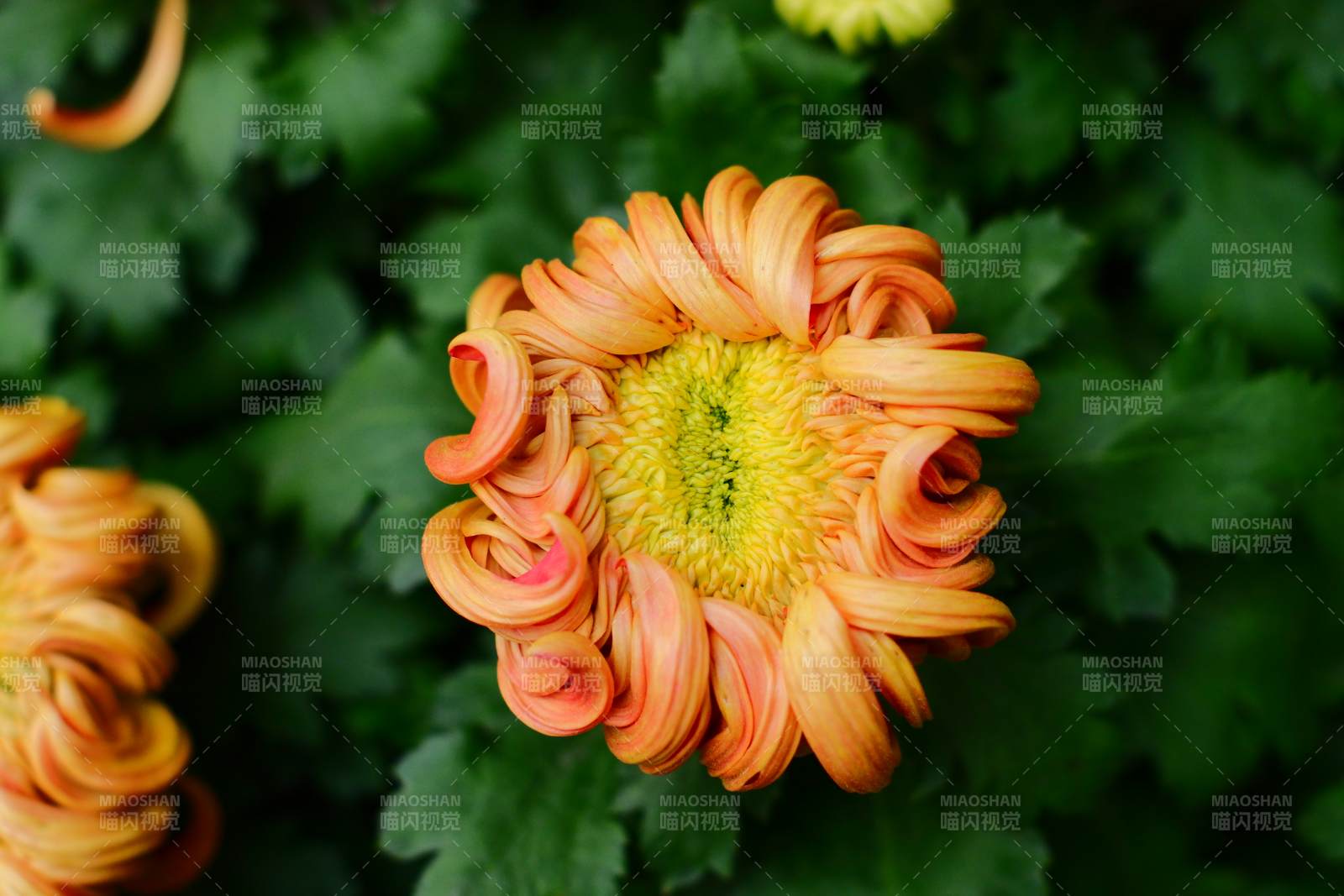 橙色菊花绽放图片