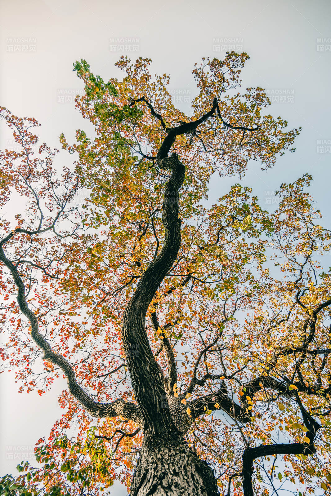 秋树仰望图片