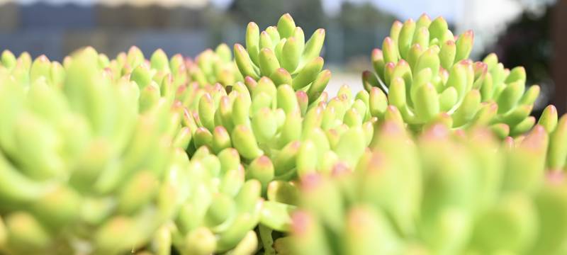 多肉植物特写图片