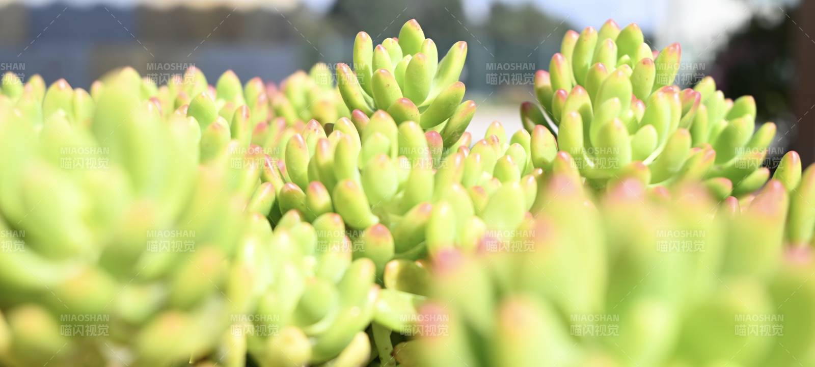 多肉植物特写图片