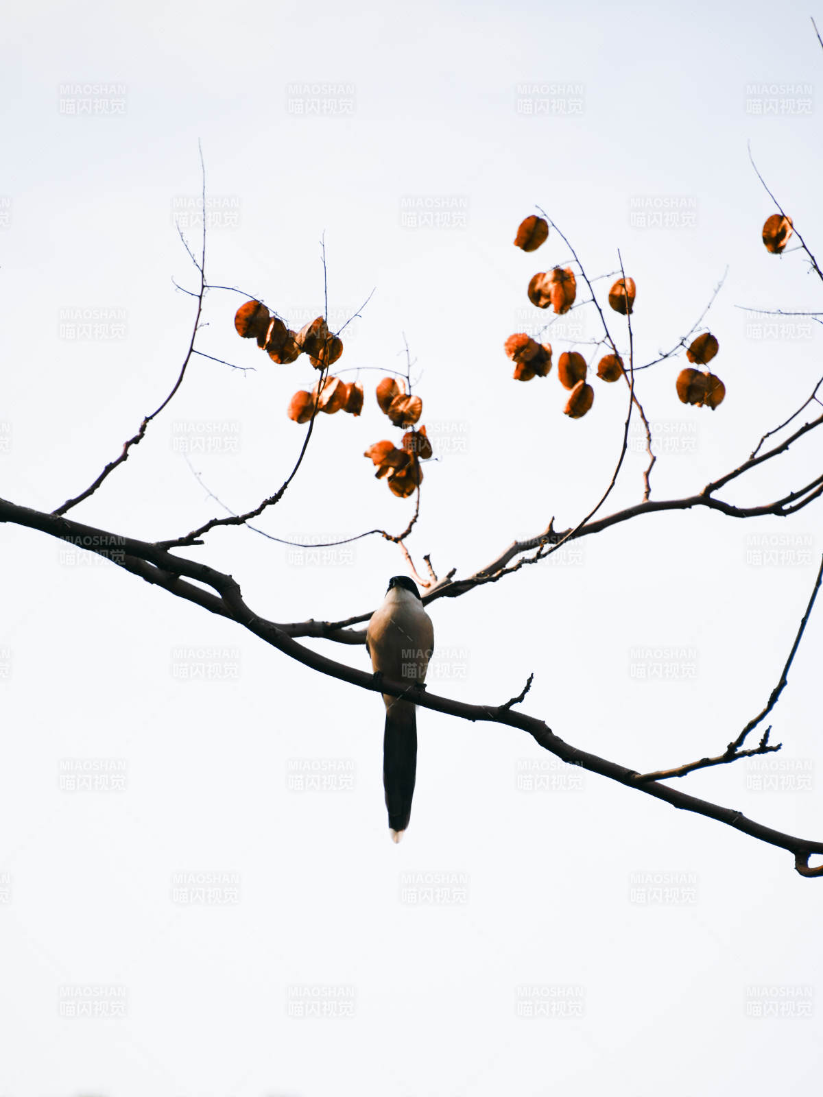 鸟栖枝头果垂图片