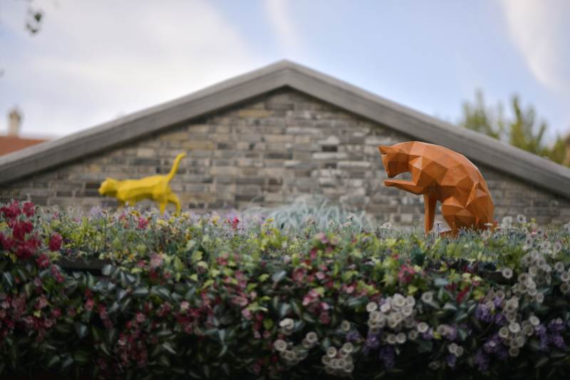 几何猫在花丛中图片