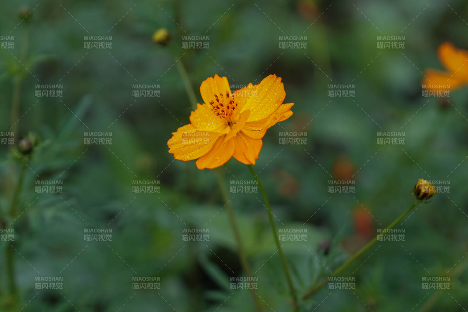 金秋花绽放图片