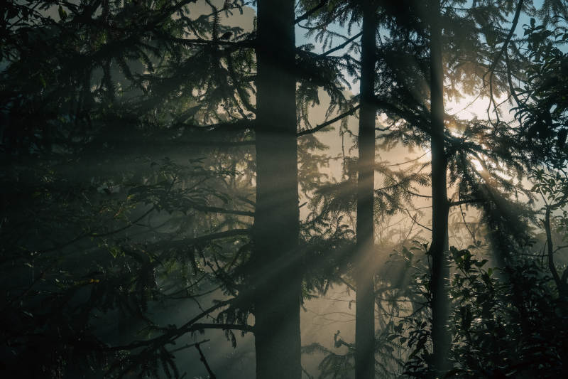 晨雾林间光影图片