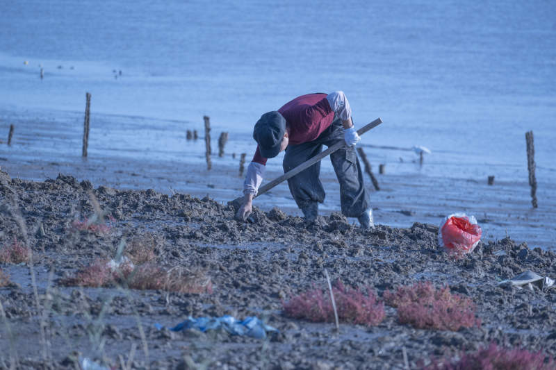 滩涂劳作图片