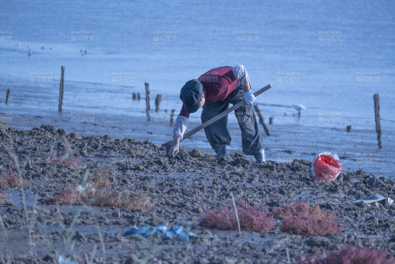 滩涂劳作图片
