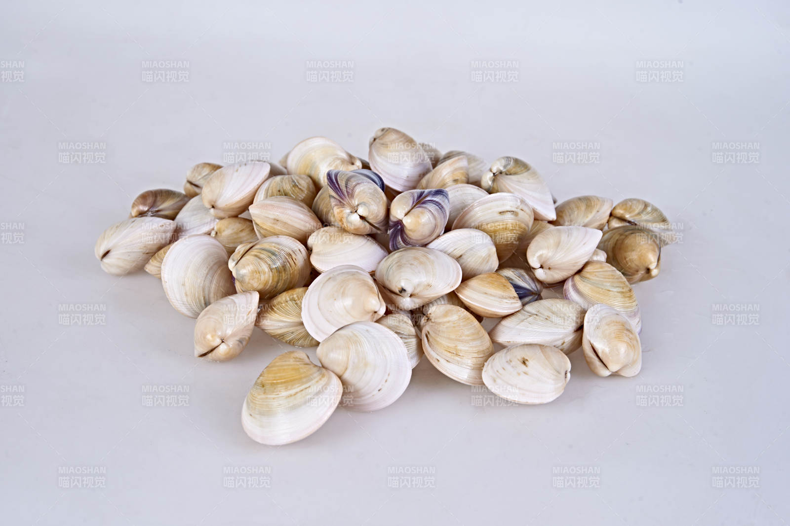 一堆鲜活花蛤图片