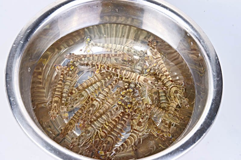 鲜活基围虾图片