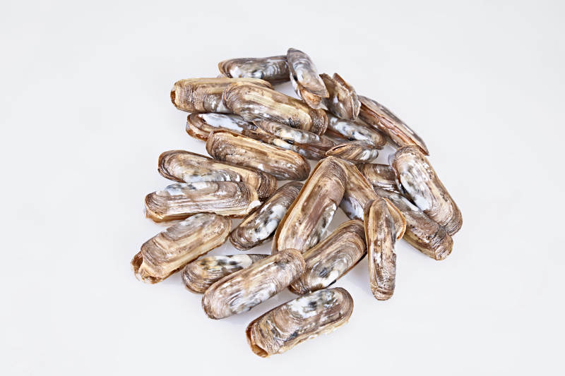 鲜活蛏子王图片