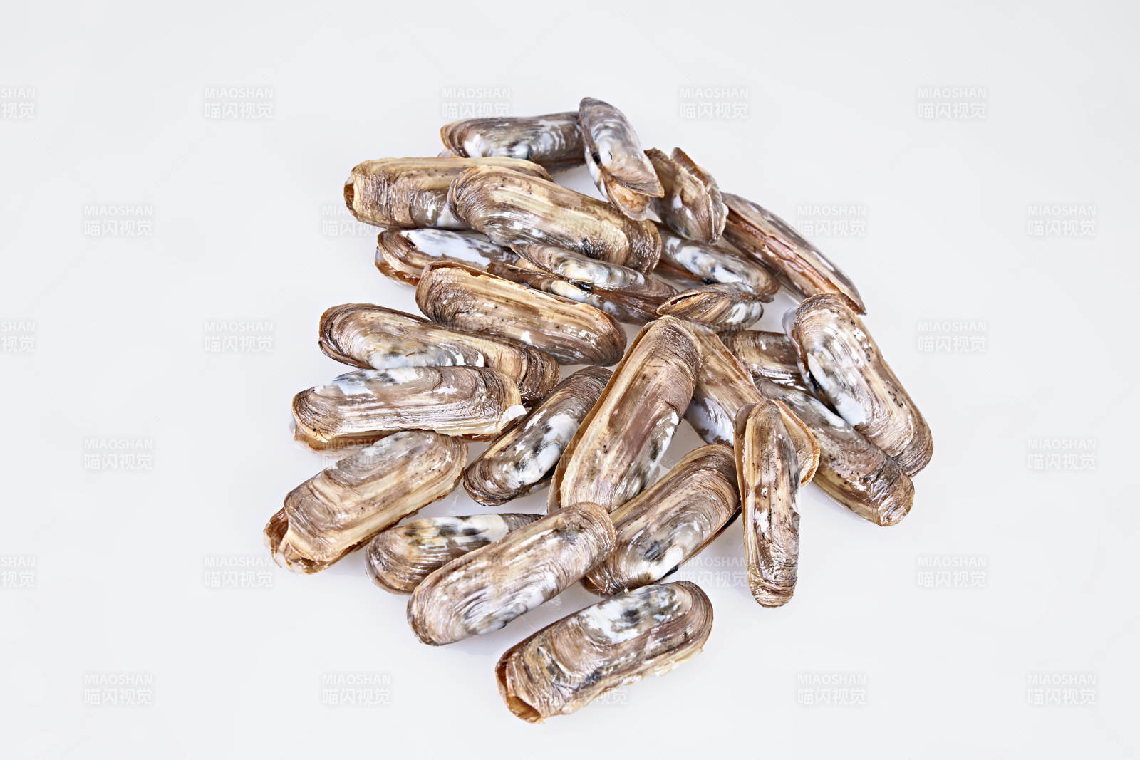 鲜活蛏子王图片