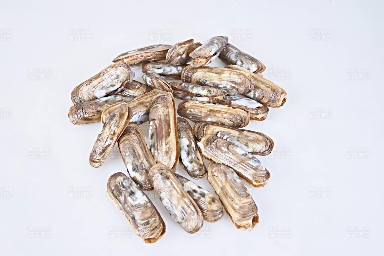 鲜活蛏子王图片