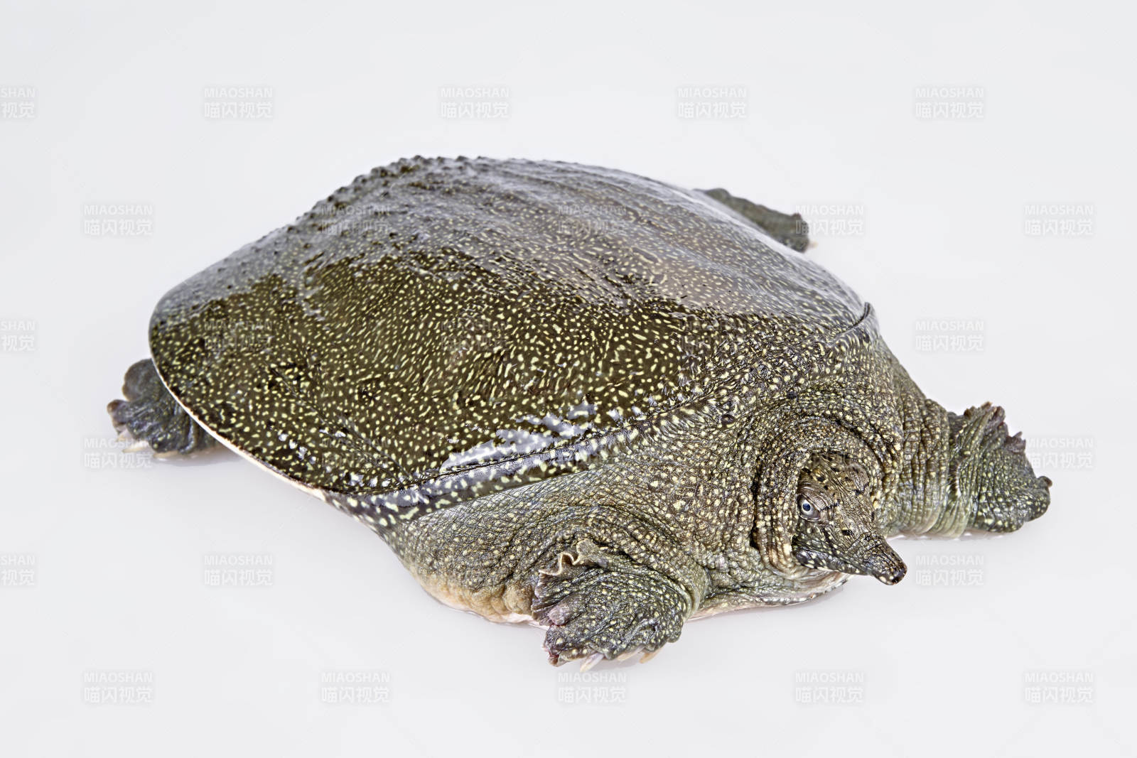 生鲜活甲鱼图片