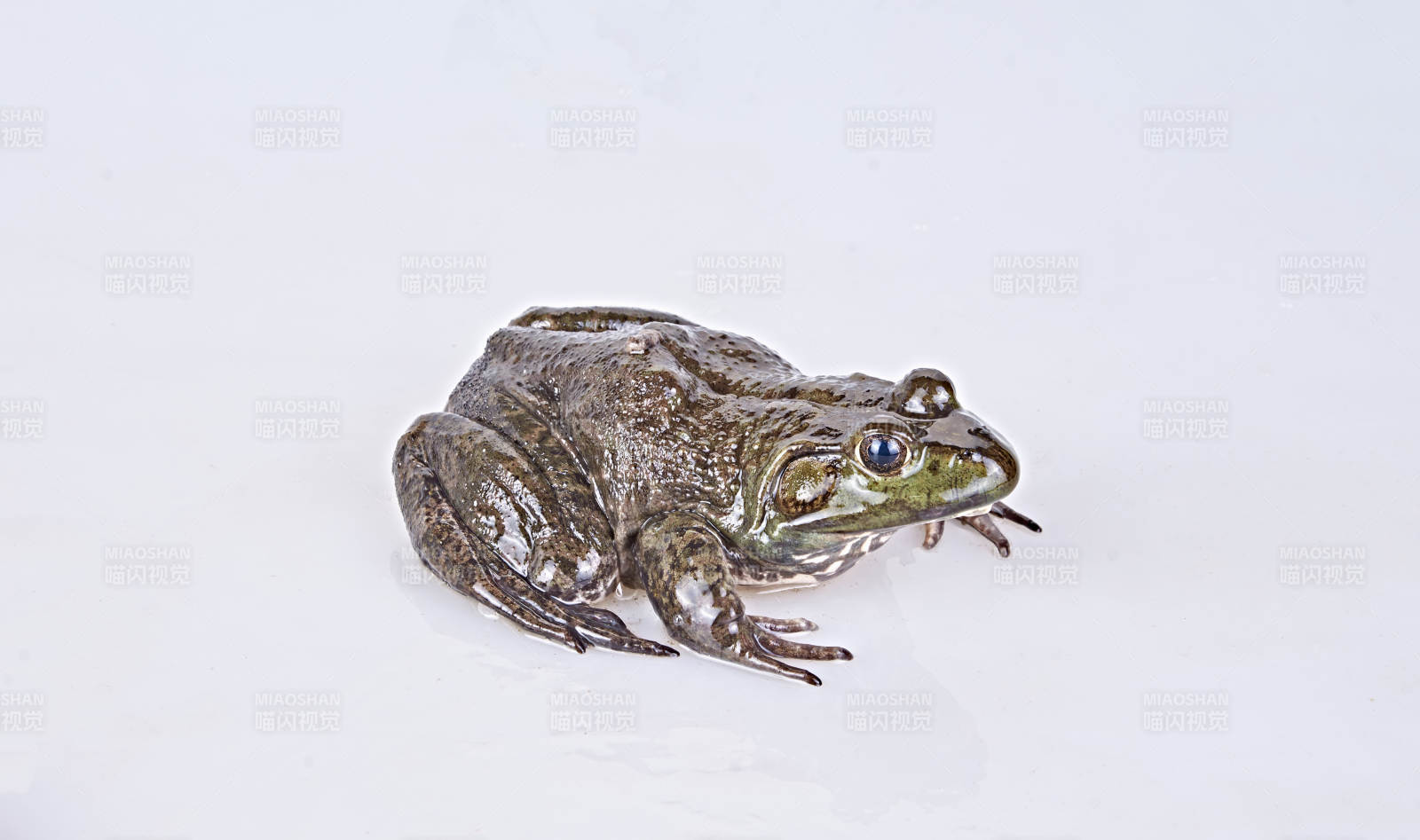 新鲜活牛蛙图片