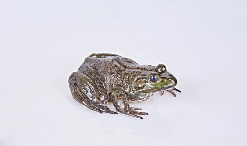 新鲜活牛蛙图片