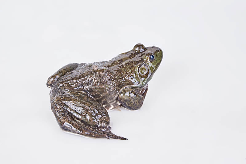 新鲜活牛蛙图片