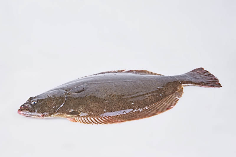 新鲜多宝鱼图片