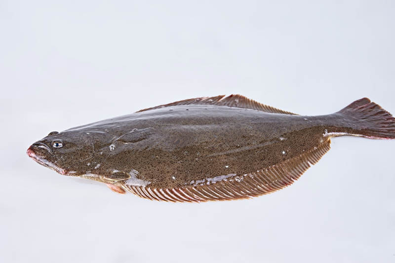 新鲜多宝鱼图片