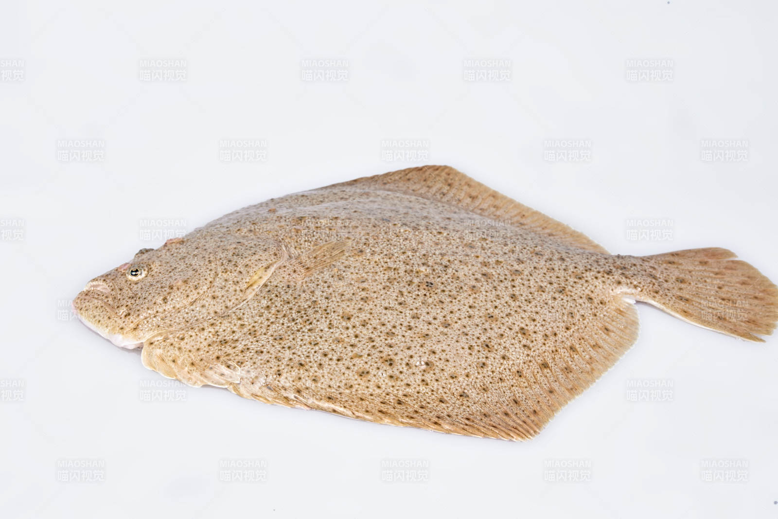 新鲜多宝鱼图片