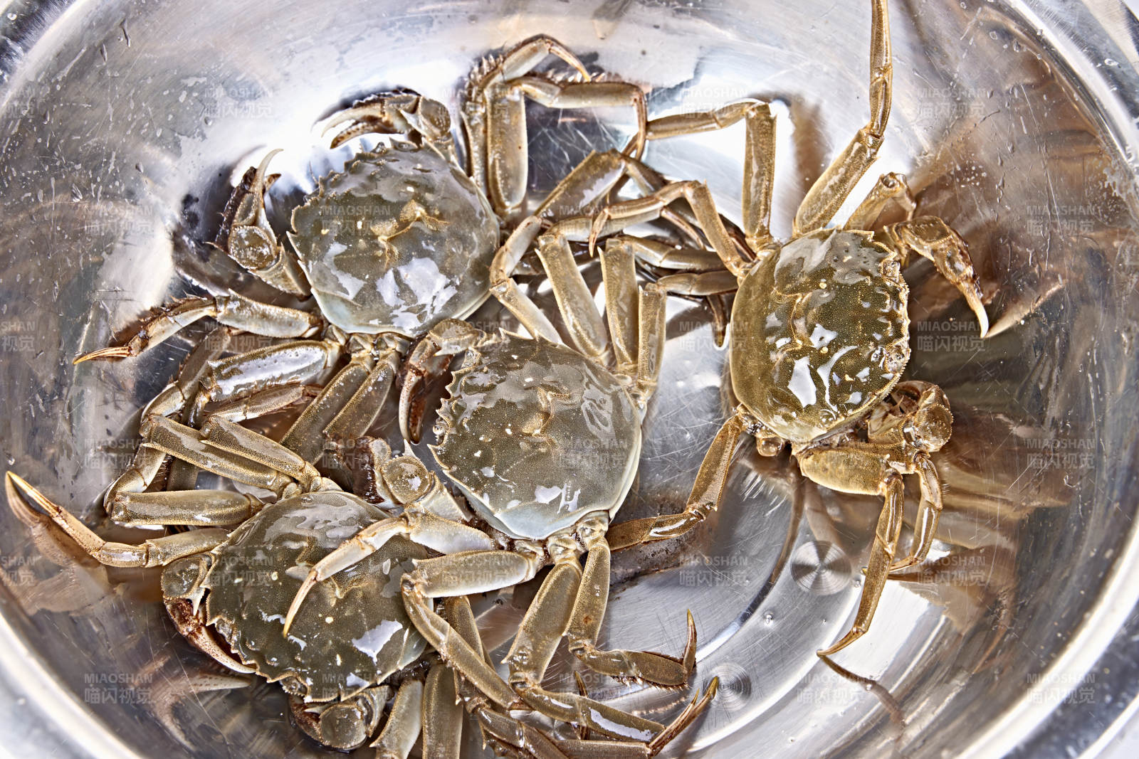 鲜活大闸蟹图片