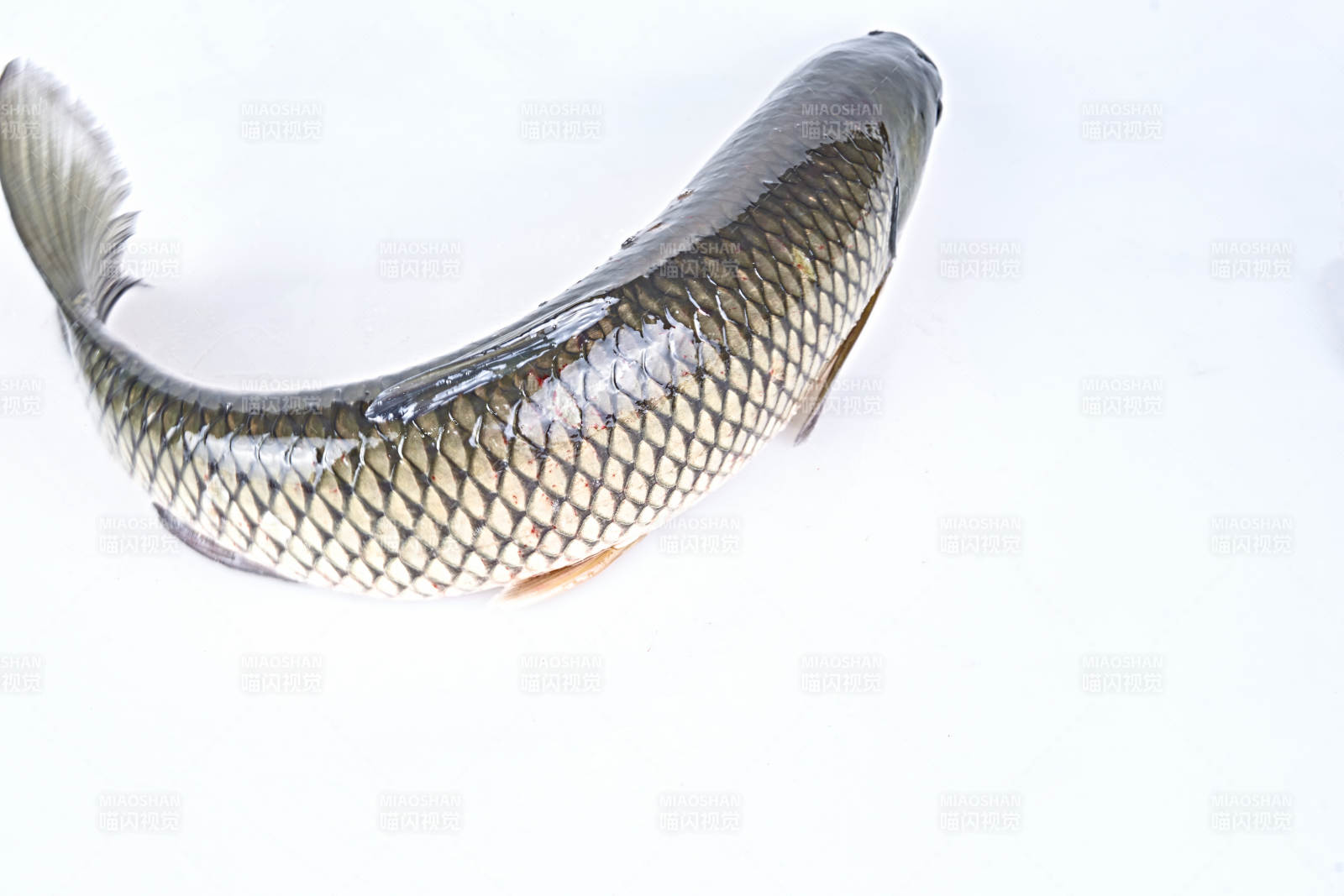 生鲜活草鱼图片