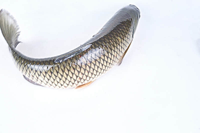 生鲜活草鱼图片