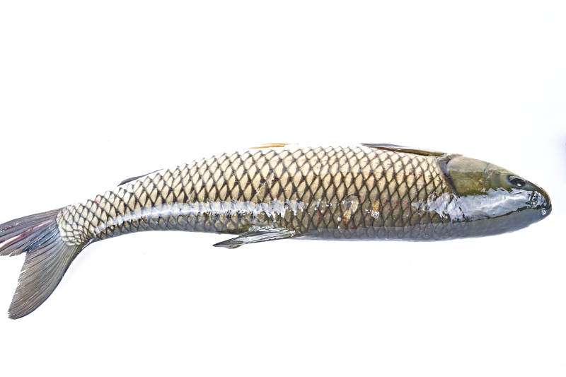 生鲜活草鱼图片