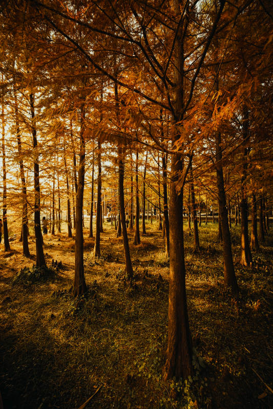 秋林金影虎丘湿地公园图片