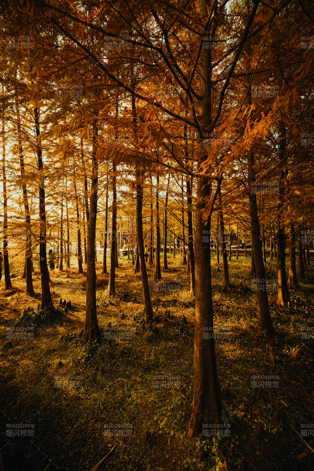 秋林金影虎丘湿地公园图片