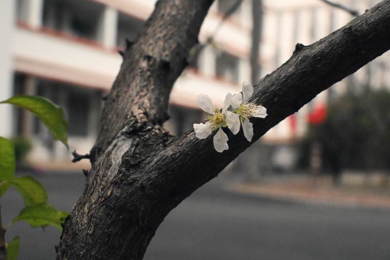 枝头绽放的白花图片