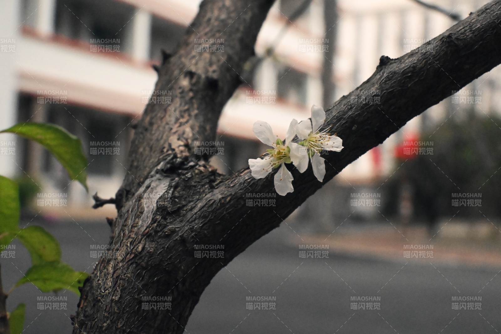 枝头绽放的白花图片