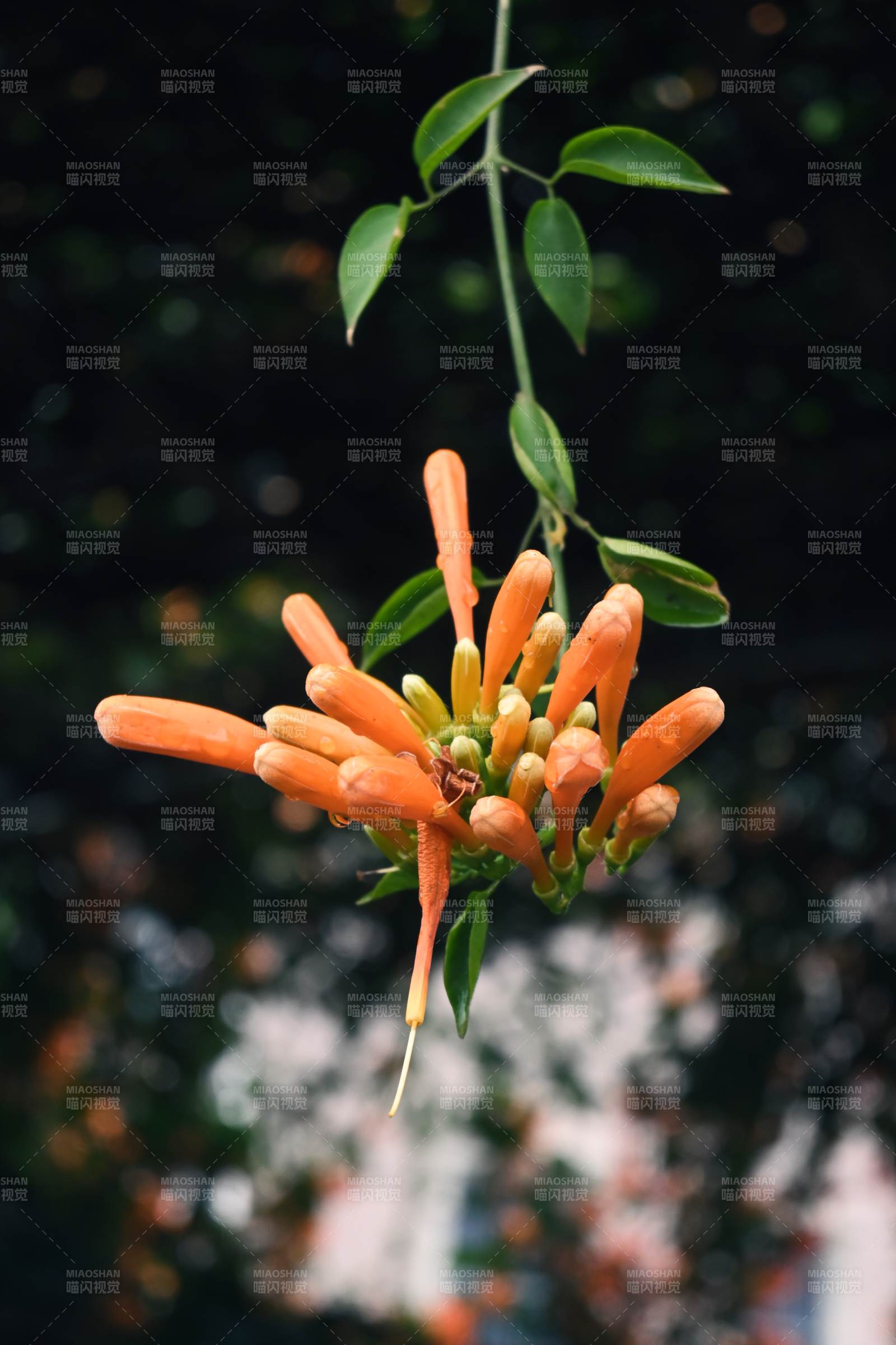 橙色花簇垂挂枝头图片