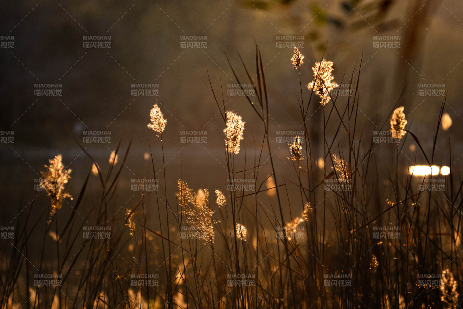 暮色芦苇光影图片