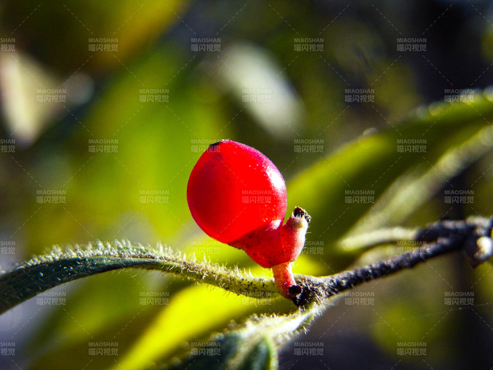 红果枝头映绿叶图片