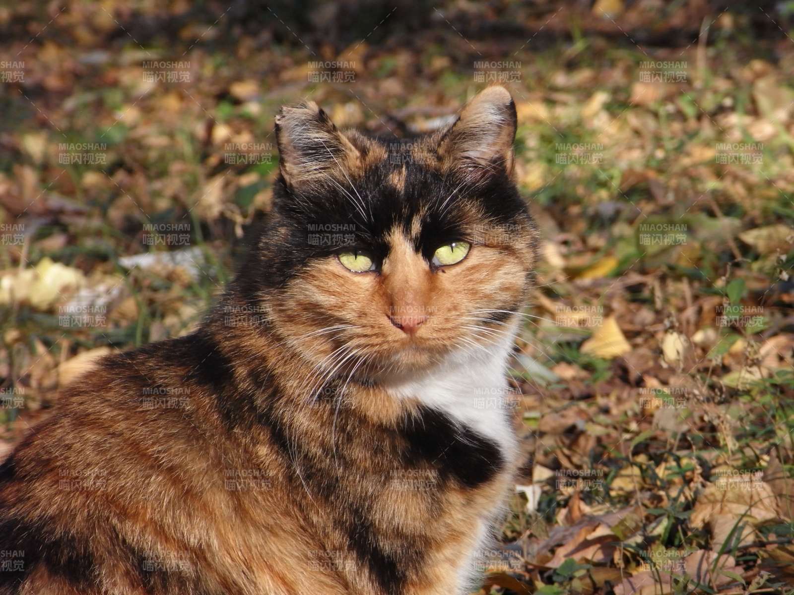 秋叶中的花猫图片