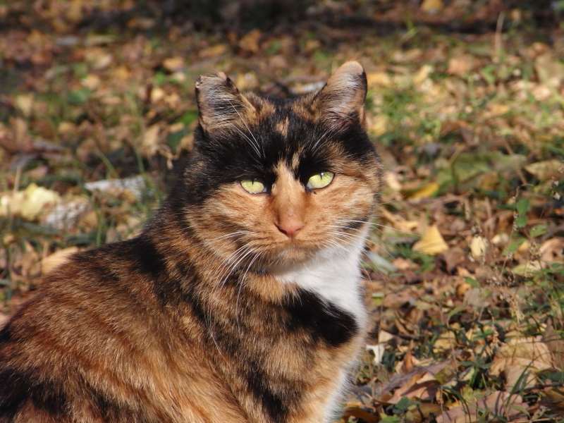 秋叶中的花猫图片