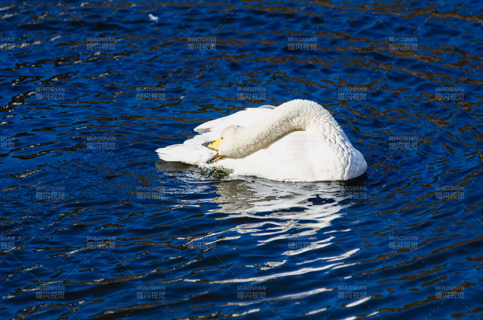 湖中白鹅静憩图片