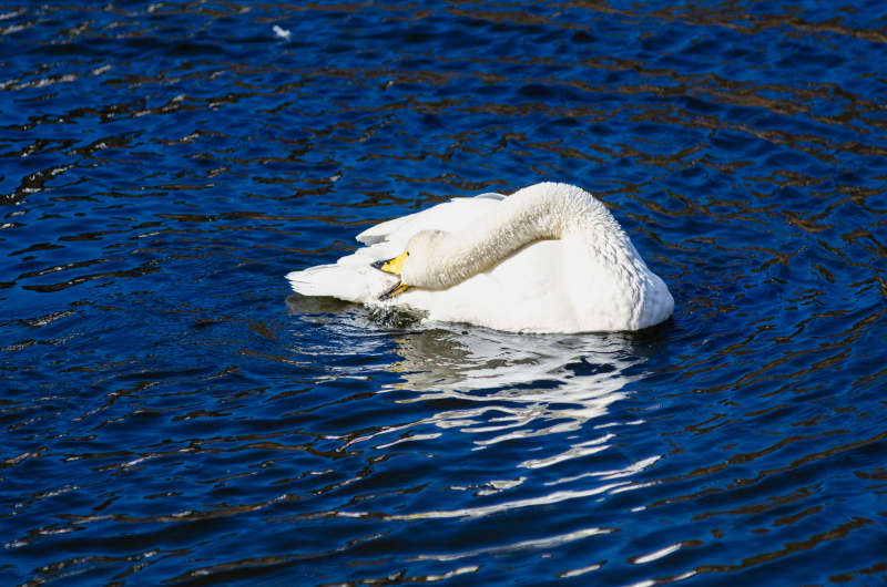 湖中白鹅静憩图片