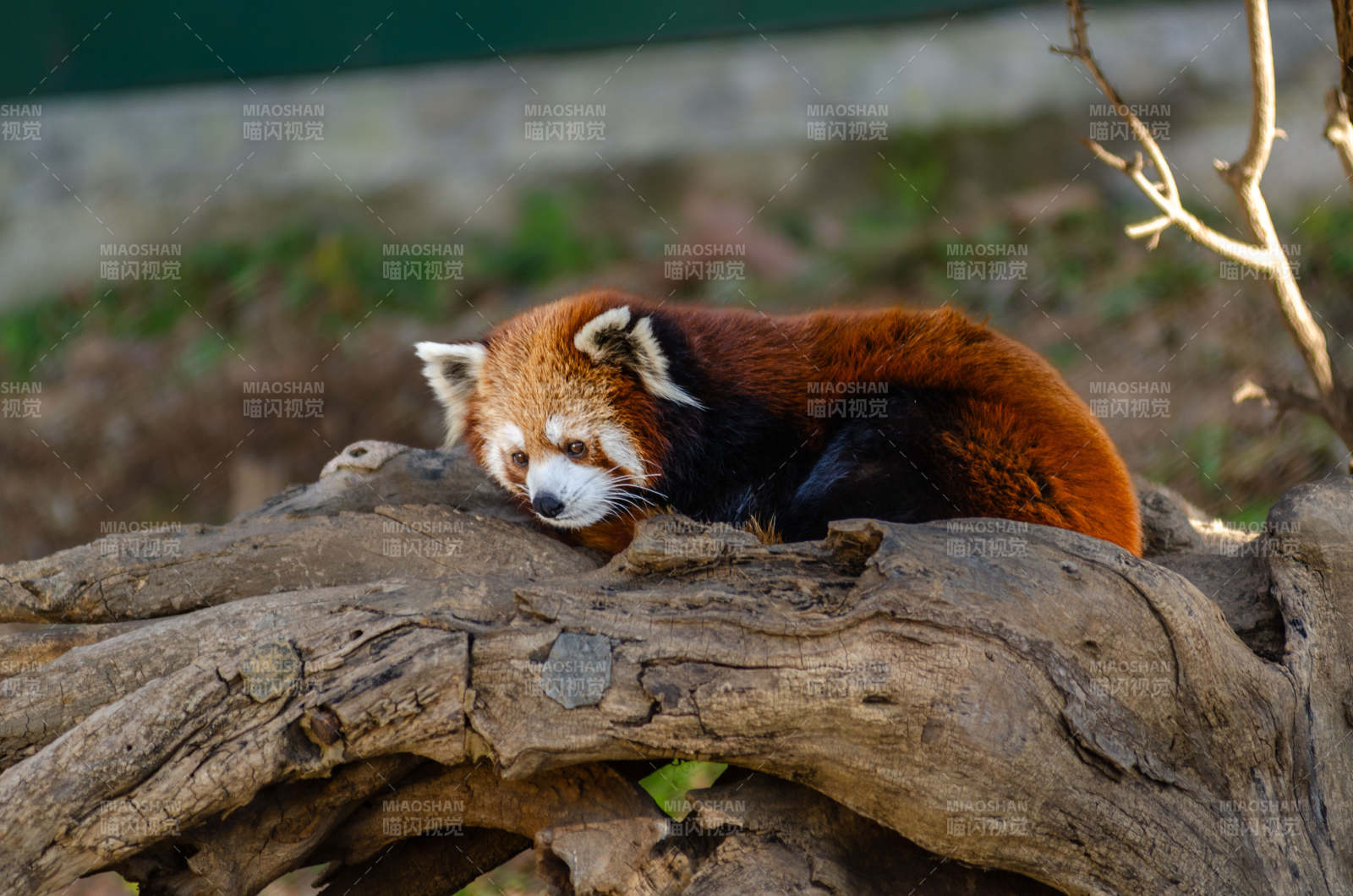 红熊猫静卧树干图片