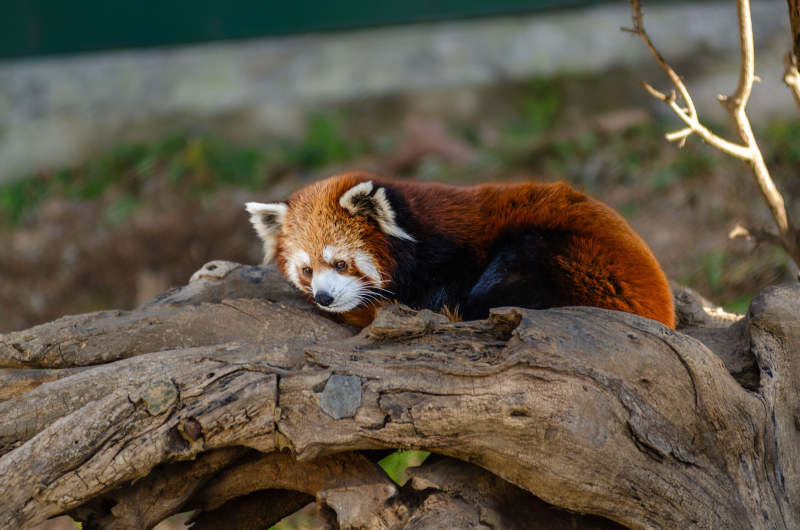 红熊猫静卧树干图片