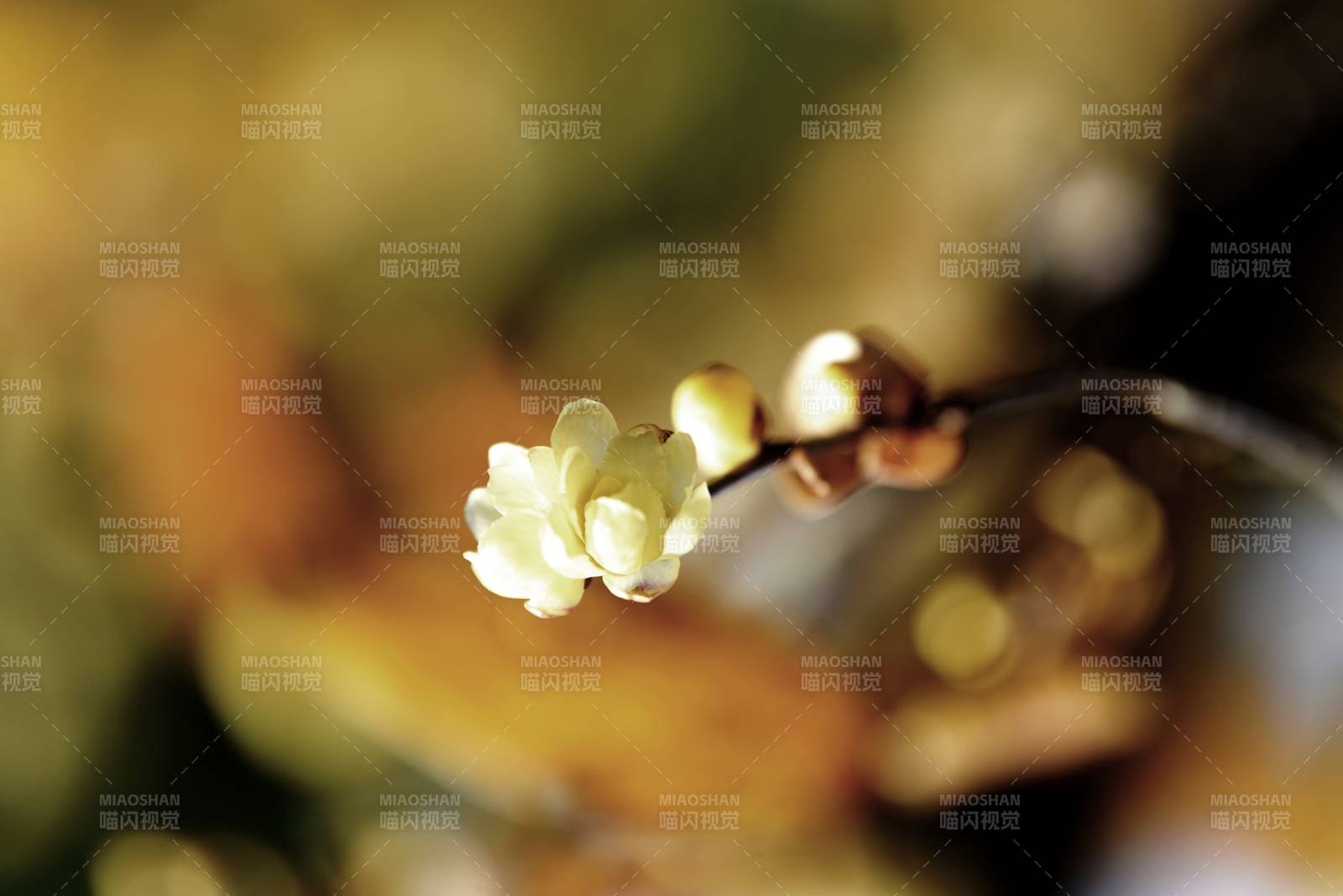 腊梅绽放枝头图片