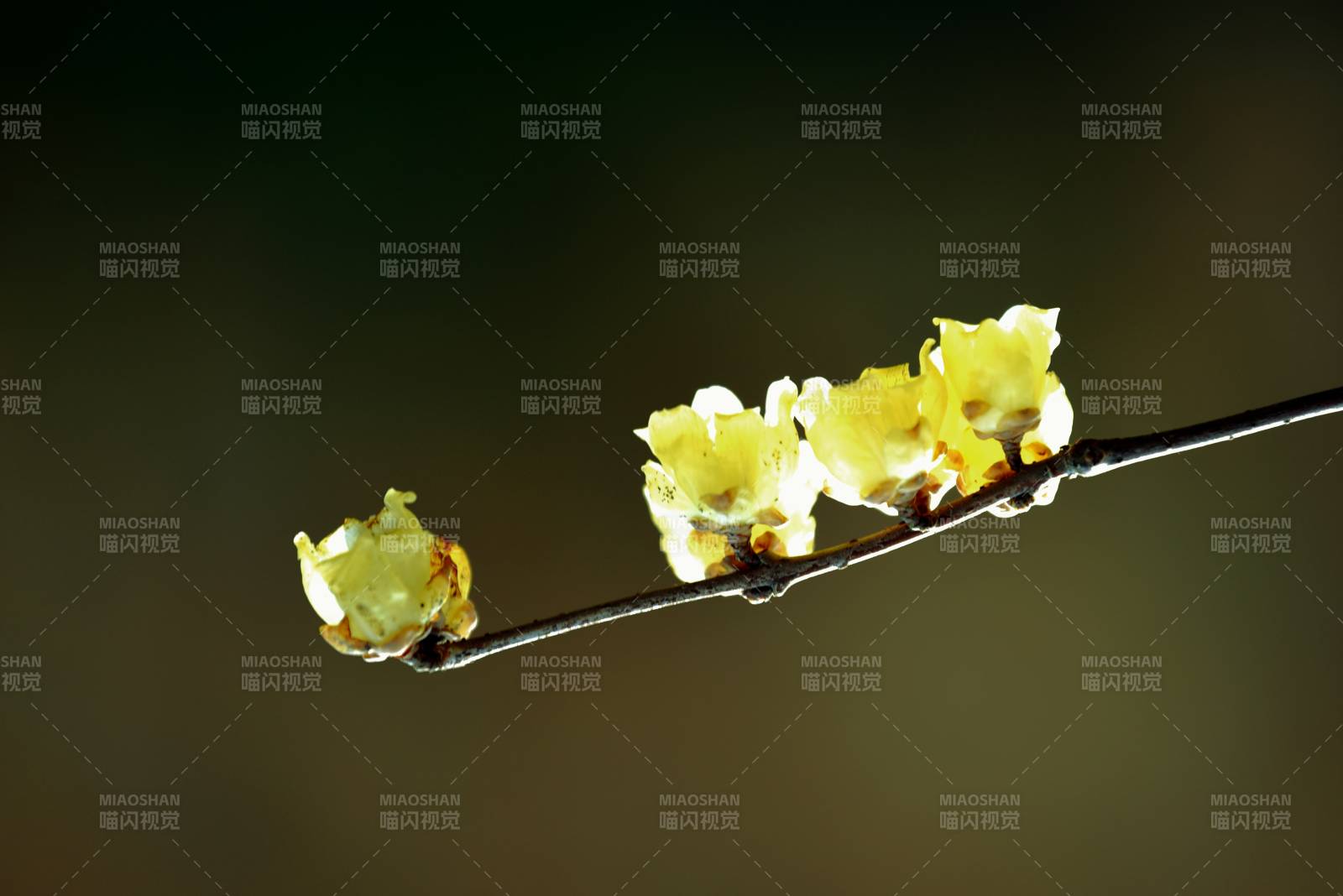 枝头绽放的蜡梅图片