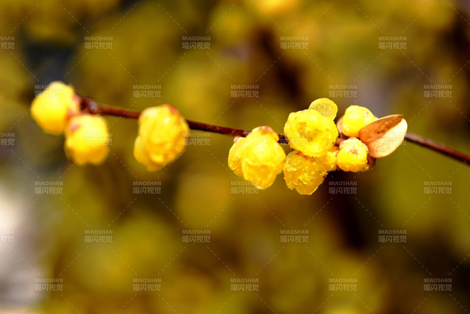 金黄花蕾枝头绽放图片