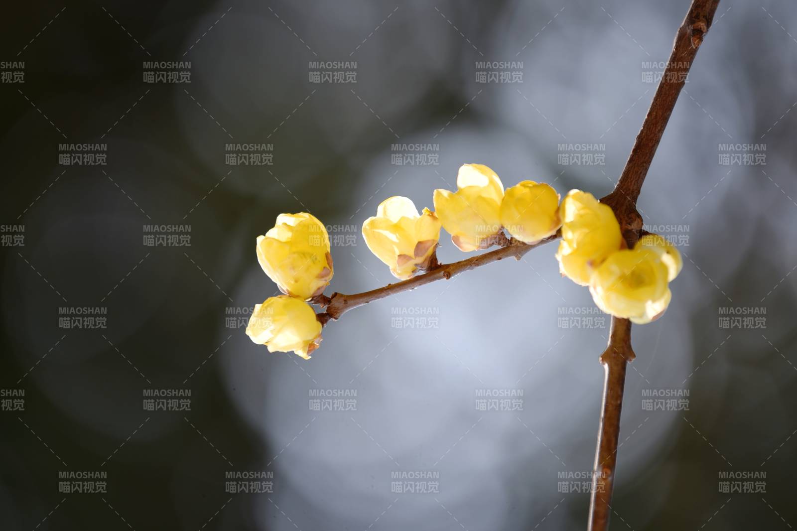 枝头绽放的黄花图片