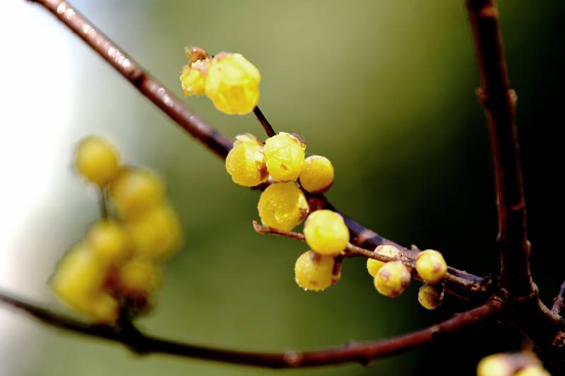 腊梅初绽图片