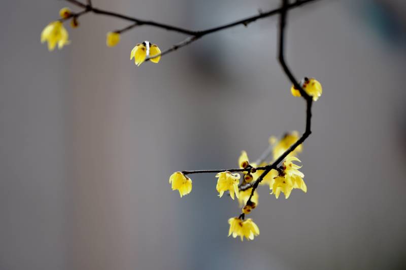 蜡梅绽放枝头图片