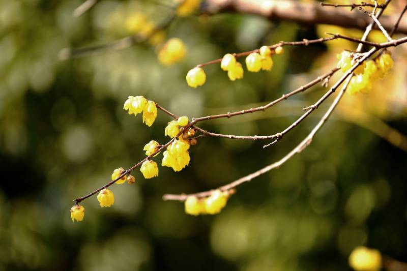 蜡梅绽放枝头图片