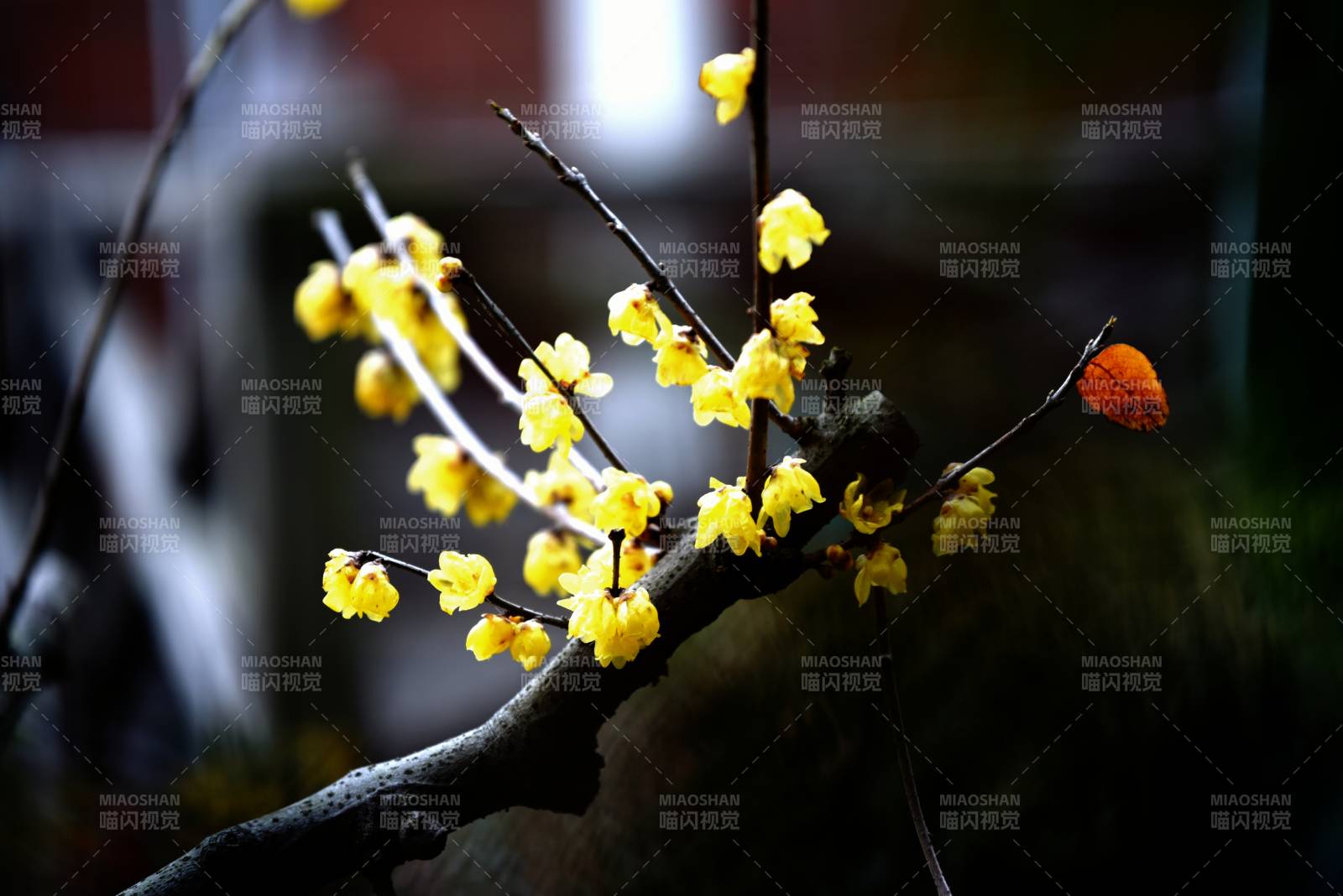 腊梅绽放枝头图片